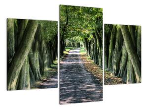 Údolí stromů, obrazy (90x60cm)