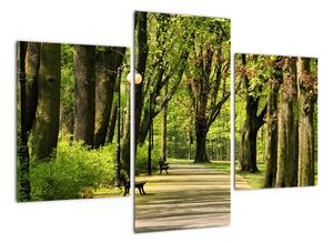 Cesta v parku - obraz (90x60cm)