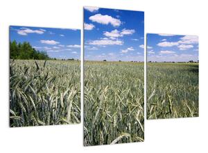 Pole pšenice - obraz (90x60cm)