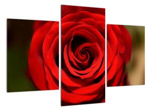 Detail růže - obraz (90x60cm)