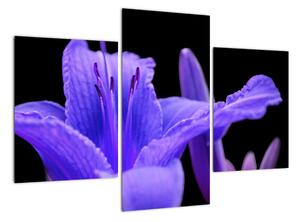 Obrazy květiny (90x60cm)