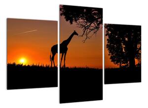 Obraz žirafy v přírodě (90x60cm)