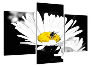 Včela na sedmikrásce - obraz (90x60cm)