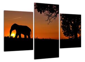 Obraz slona v přírodě (90x60cm)