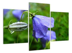 Obrazy květiny (90x60cm)