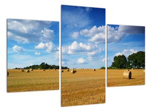 Letní pole - obraz (90x60cm)