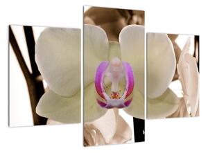 Orchidej - obraz (90x60cm)