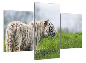 Tygr - obraz (90x60cm)