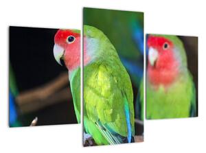 Papoušci - obraz (90x60cm)