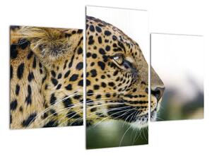 Leopard - obraz (90x60cm)