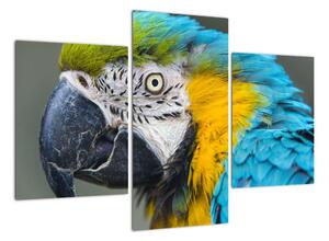 Papoušek - obraz (90x60cm)