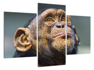 Opice - obrazy (90x60cm)
