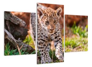 Mládě leoparda - obraz do bytu (90x60cm)