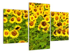 Obraz slunečnice (90x60cm)