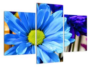 Modrá chryzantéma - obrazy (90x60cm)