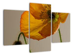 Žlutá květina - obraz (90x60cm)