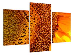 Detail slunečnice - obraz (90x60cm)
