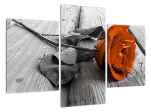 Růže oranžová - obraz (90x60cm)