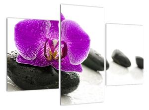 Orchidej - obraz (90x60cm)