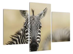 Zebra - obraz (90x60cm)