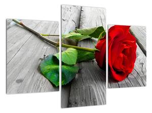 Růže červená - obraz (90x60cm)