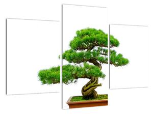 Bonsai - moderní obraz (90x60cm)