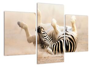 Obraz zebry (90x60cm)