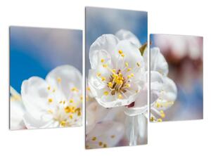 Květ třešně - obraz (90x60cm)