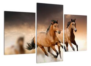 Koně - obraz (90x60cm)