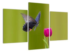 Motýl - obraz (90x60cm)