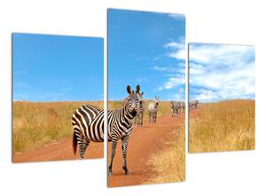 Zebra na cestě - obraz (90x60cm)