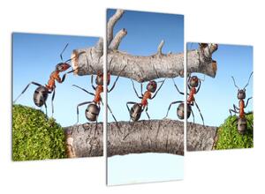 Obraz mravenců (90x60cm)