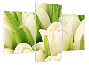 Detail tulipánů - obraz (90x60cm)