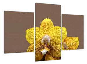 Žlutá orchidej - obraz (90x60cm)