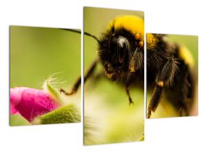 Včela - obraz (90x60cm)