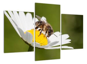 Včela na sedmikrásce - obraz (90x60cm)