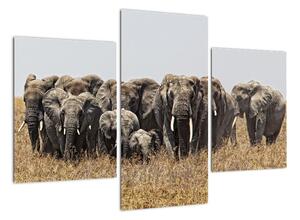 Stádo slonů - obraz (90x60cm)