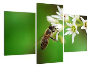 Fotka včely - obraz (90x60cm)