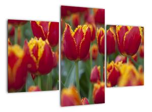 Tulipánové pole - obraz (90x60cm)