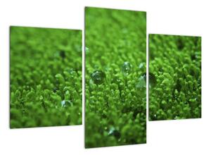 Detail trávy - obraz (90x60cm)
