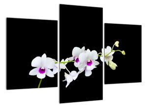 Květina - obraz (90x60cm)