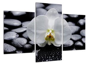 Květ orchideje - obraz (90x60cm)