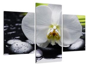 Květ orchideje - obraz na zeď (90x60cm)