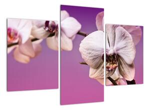 Moderní obrazy - orchidej (90x60cm)