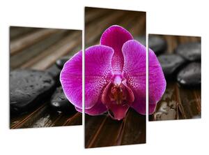 Obraz orchideje (90x60cm)