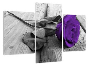 Obrazy květin - růže (90x60cm)