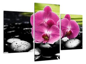 Fotka orchideje (90x60cm)