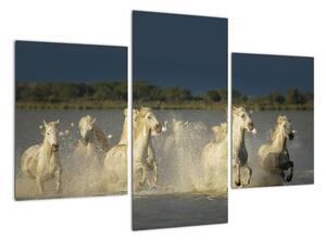 Cválající koně, obraz (90x60cm)