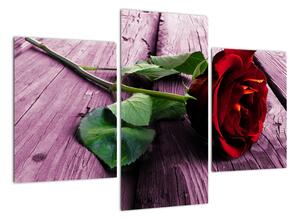 Ležící růže - obraz (90x60cm)
