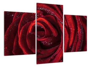Detail růže, obraz (90x60cm)